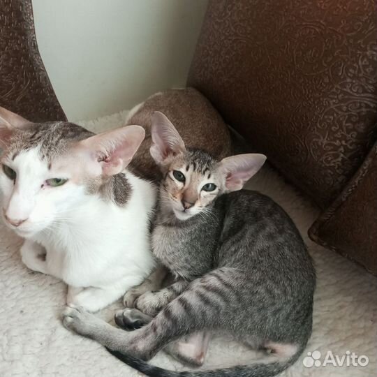Ориентальные котята
