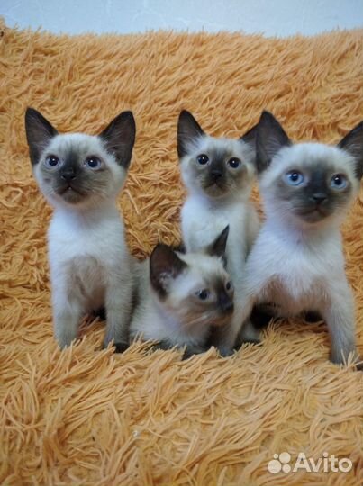 Сиамские котята