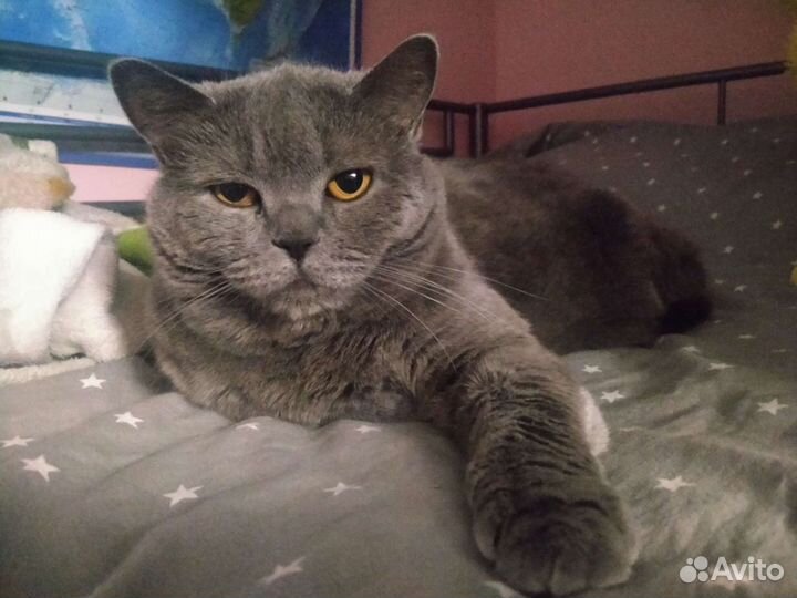 Передержка