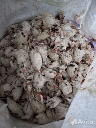Перепелка головы