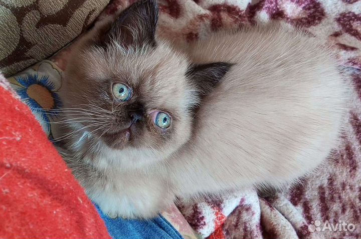Персидская кошечка
