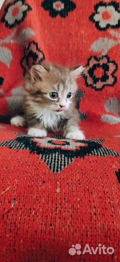 Шотландские котята в добрые руки