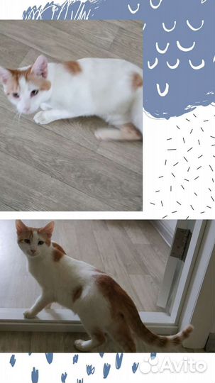 Рыже-белый мальчик в добрые руки