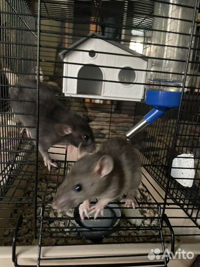 Декоративная крыса Дамбо