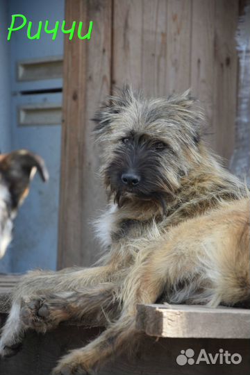 Пристраиваем в добрые руки