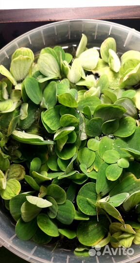 Аквариумный цветок пистия