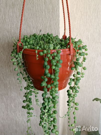 Крестовник роули