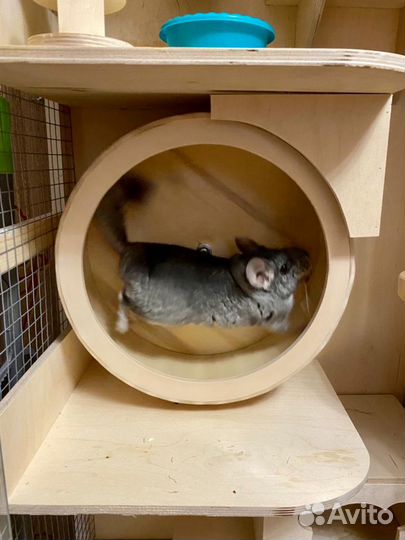 Витрина для шиншилл дегу Дом грызунов р5