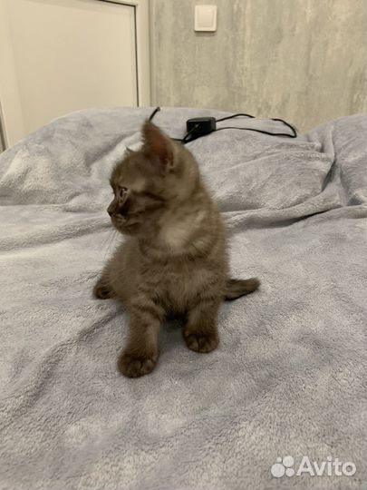 Шотландская кошечка