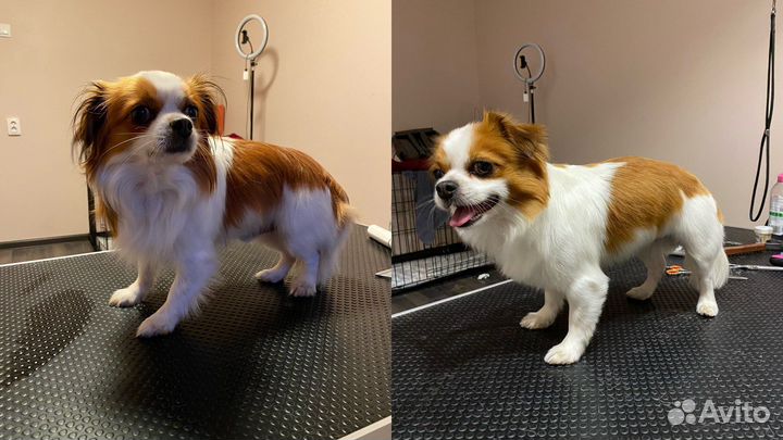 Грумер пос.им. Морозова