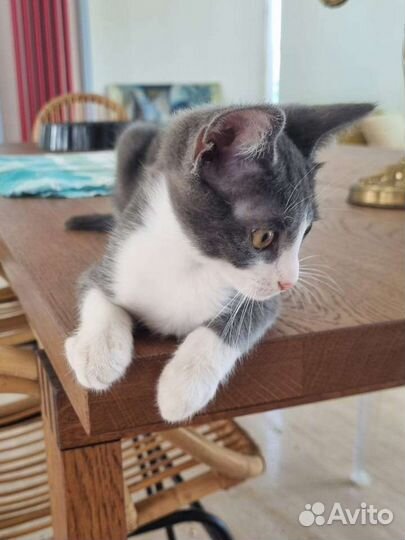 Котенок в добрые руки