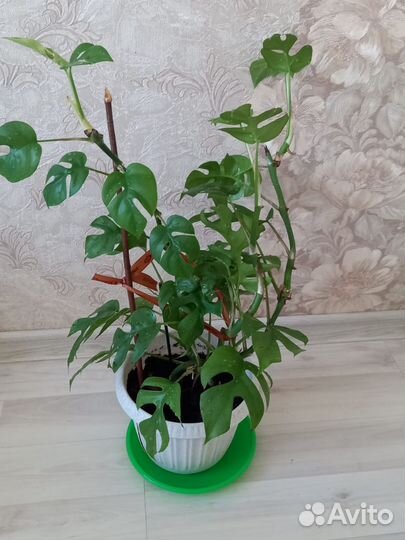 Пальма драцена