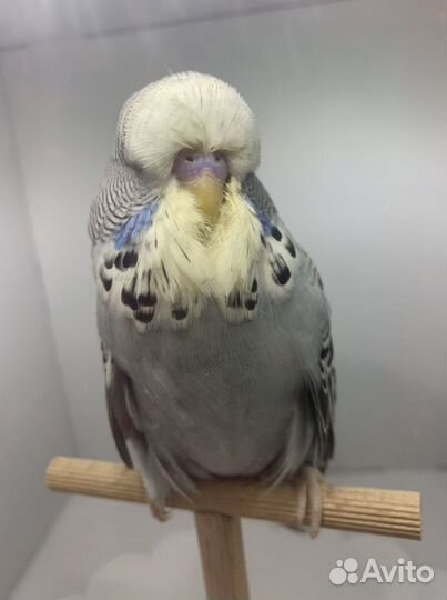 Выставочные волнистые попугаи чехи