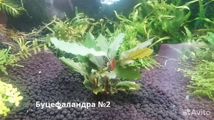 Растения, светильник, аквариум