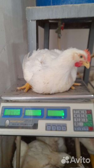 Куры бройлеры