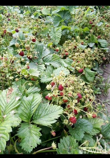 Саженцы земклуники