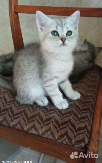 Шотландские котята