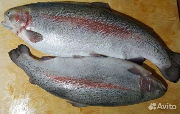 Форель охлажденная