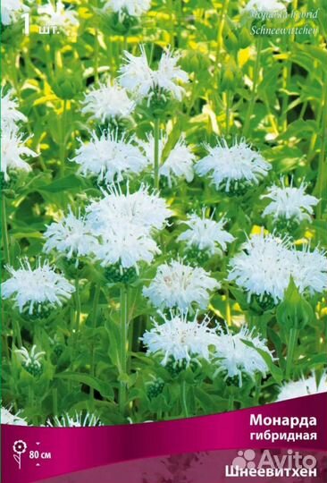 Монарда белая
