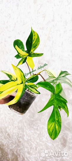 Филодендрон Меджик Маск (Магическая маска)