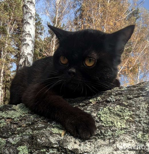 Шотландский котик