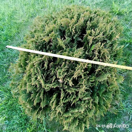 Туя шаровидная даника