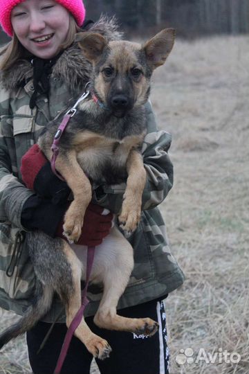 Собака в добрые руки отдам бесплатно