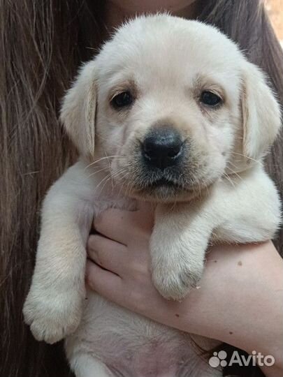 Щенки лабрадора