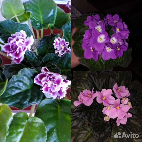 Фиалки, петуньи, монстера,калатея