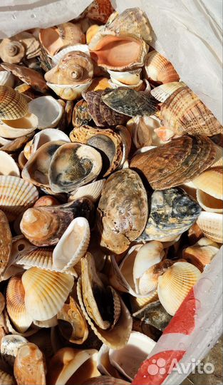 Пакет отборных ракушек несколько видов