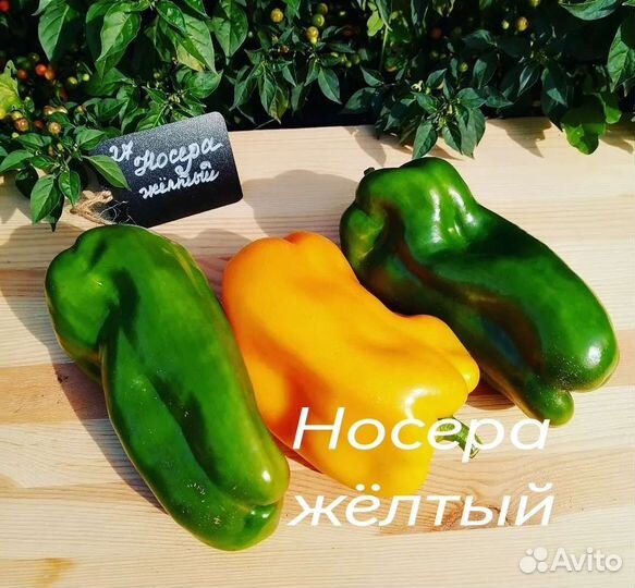 Семена сладкого перца