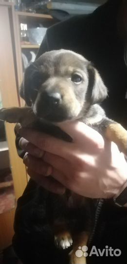 Отдам щенков