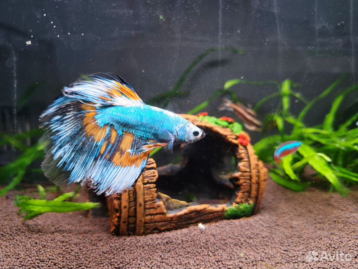 Аквариумные рыбы