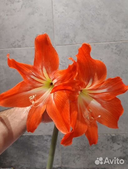 Гиппеаструм