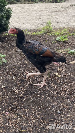 Петух бойцовый Дакан