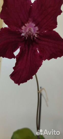 Стрептокарпусы