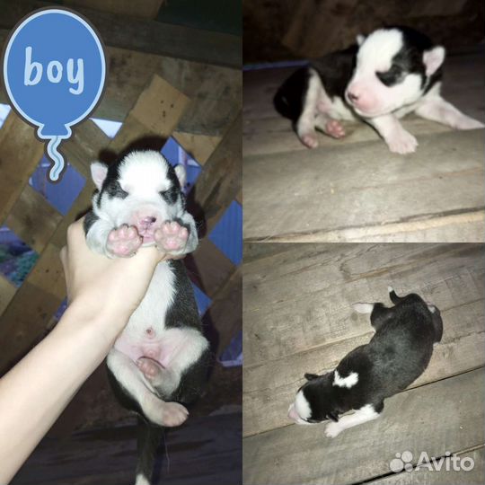 Щенки сибирской хаски