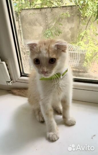 Вислоухая девочка