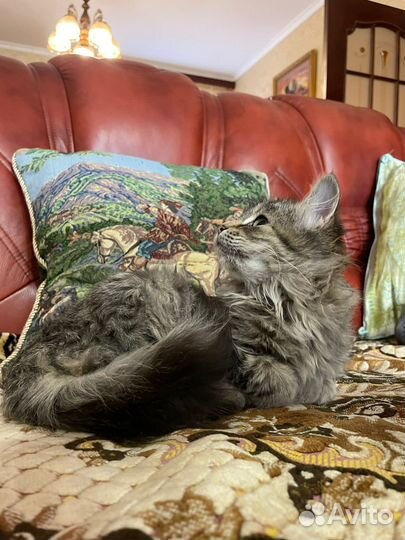 Котенок (девочка) в добрые руки