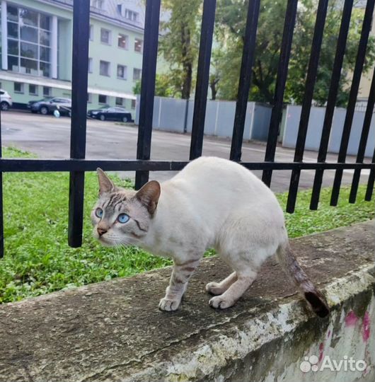 Породистый кот ищет дом, кот в добрые руки