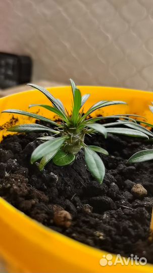 Пахиподиум