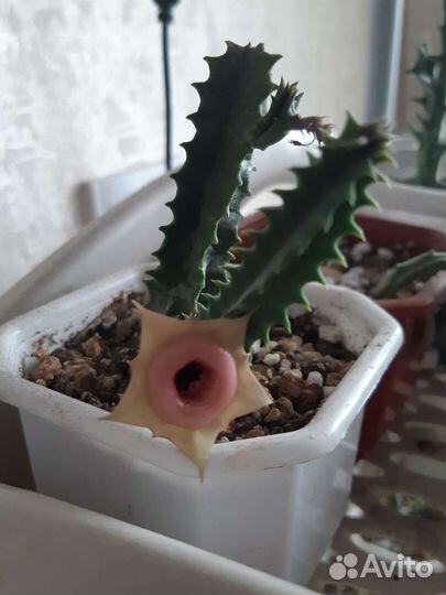 Суккуленты:Хавортии,Алоэ,Крассулы,Ластовневые