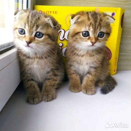 Золотые котятки