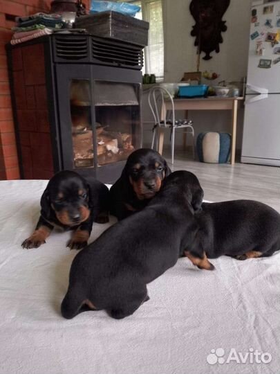 Щенки стандартной гладкошерстной таксы