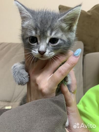 Котенок девочка