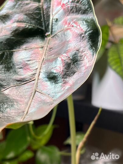 Алоказия Азлани клубни