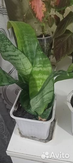 Комнатные растения