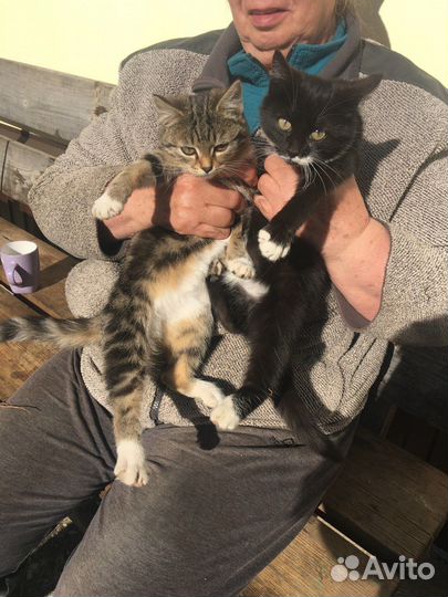Котята отдам в добрые руки бесплатно