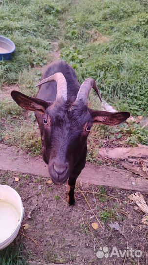 Козы, молодые