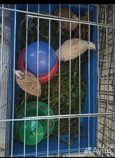 Перепела семья